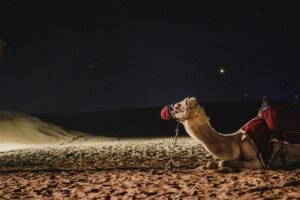 illusioni cadute disperazione foto di vuong viet da pixabay camel 4948299 640